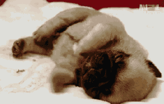 微信图片_20170809112519.gif